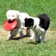 Molly y Runa jugando con el Frisbee